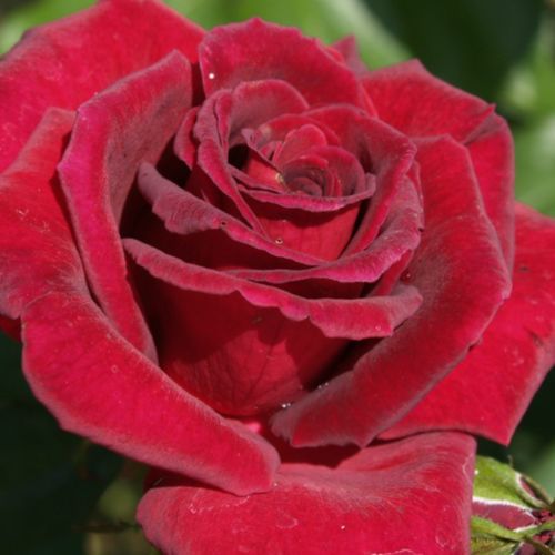 Rosa Black Velvet™ - rood - theehybriden